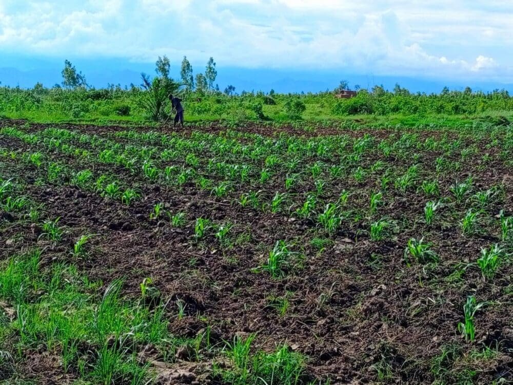 Pictured Above Farming In Burundi