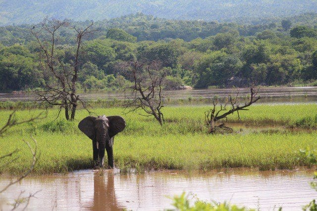 Elephant