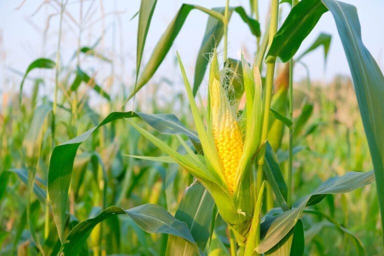 Corn