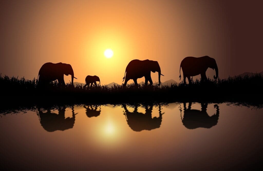 elephants under the sun