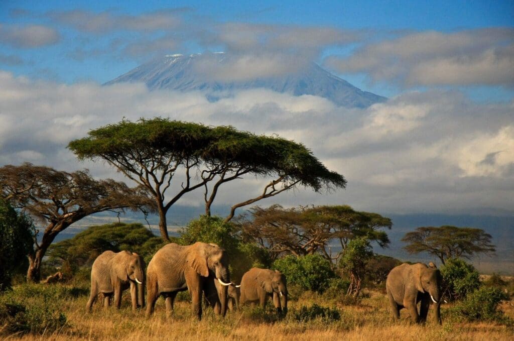 elephant in african jungle