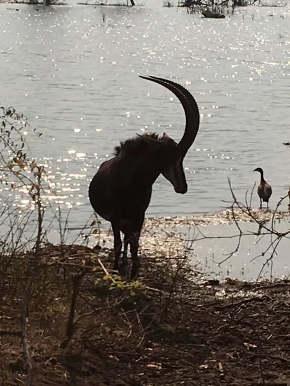 A lone waterbuck stands near a shimmering lake, its curved horns silhouetted against the sunlight. A bird is visible in the background.