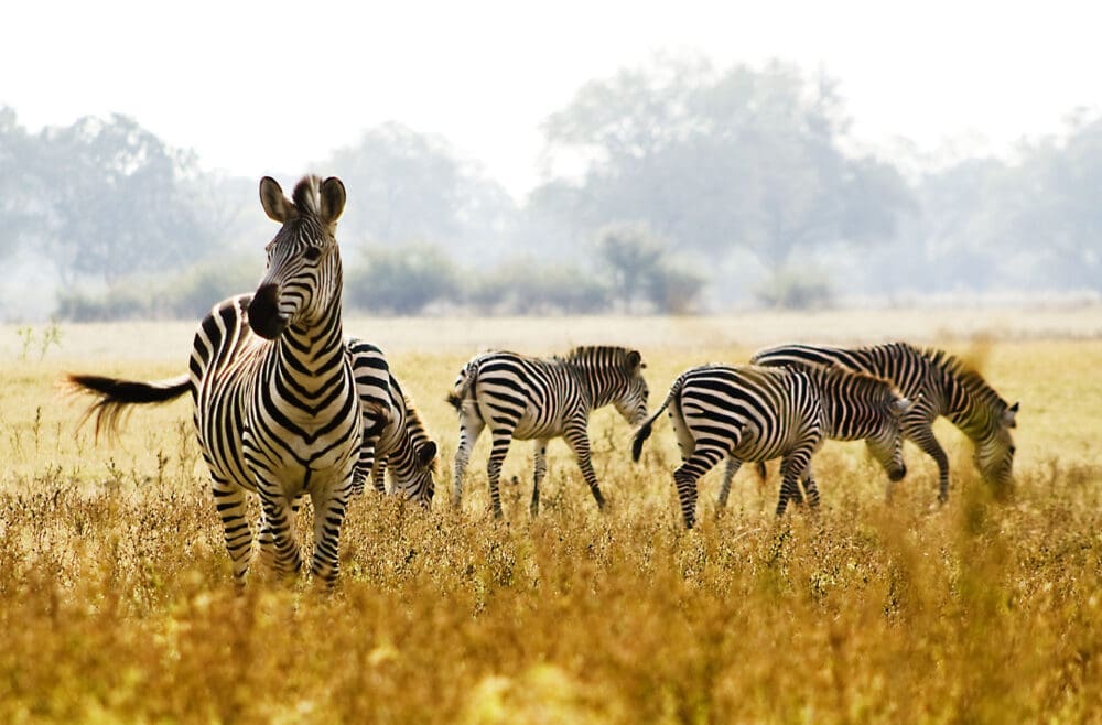 herd of zebra in the African wilderness